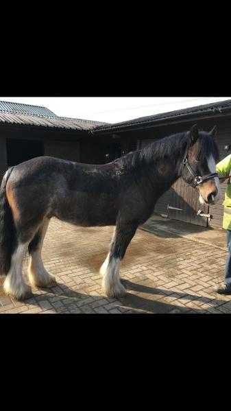 14hh cob geld.