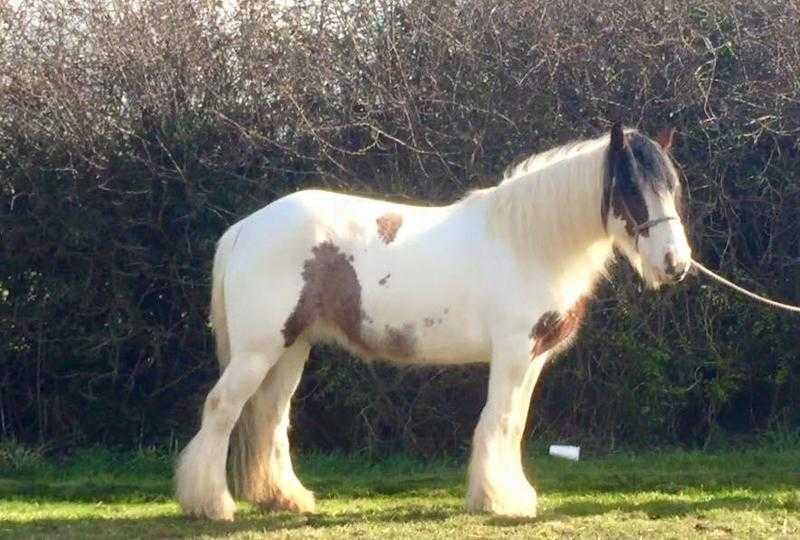 14quot2 cob mare 8 yrs old , very sweet girl