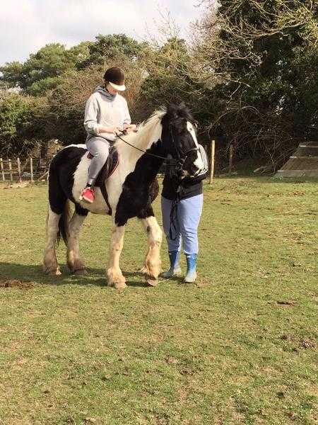 15.1 friendly piebald cob mare