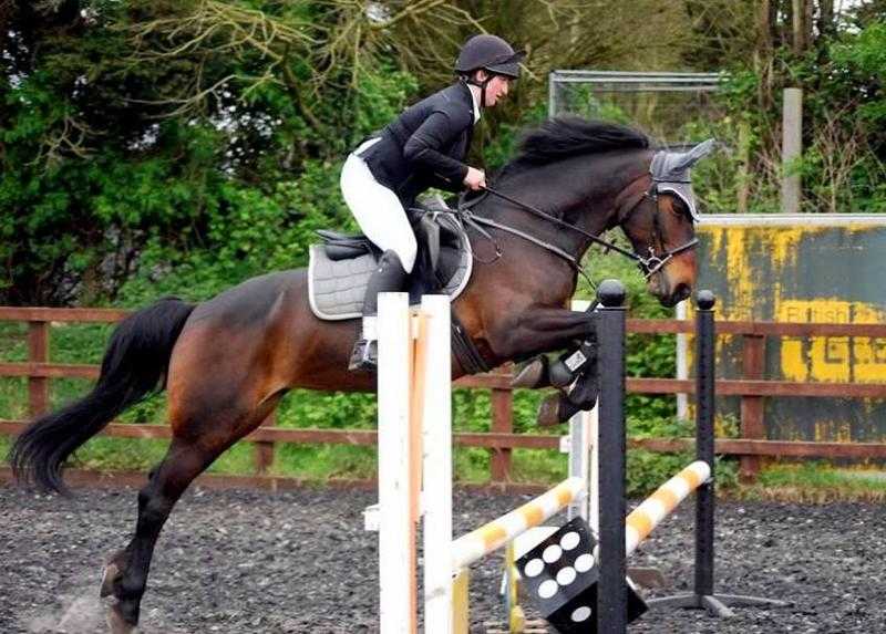 15.1hh, 11 yo Mare