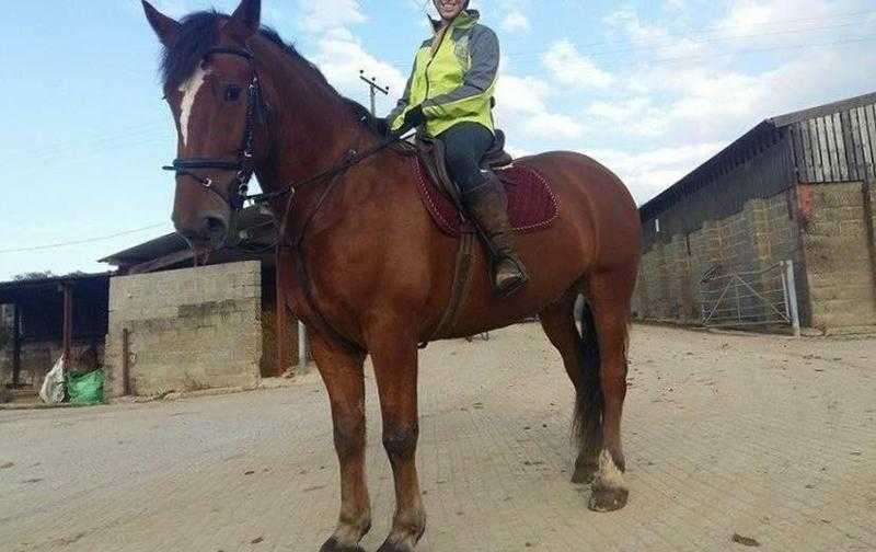 15.2 hh bay Irish cob