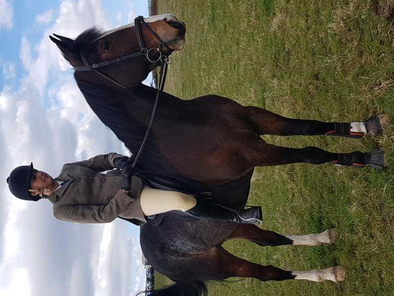 15.2hh bay mare 10 year tb x cob