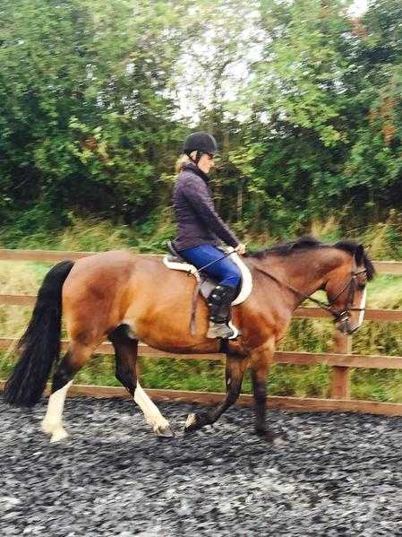 15.2hh horse for part loan