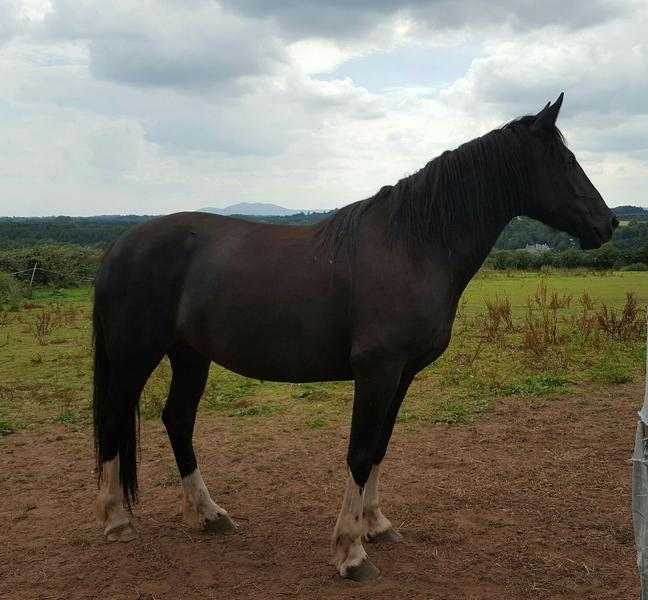 15.2hh True Irish cob