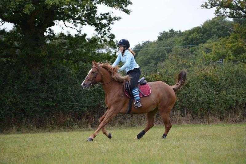 15hh hacking horse for share in Storrington