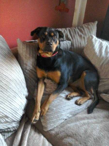 16 month old Rottweiler- female - forever home needed for her please.