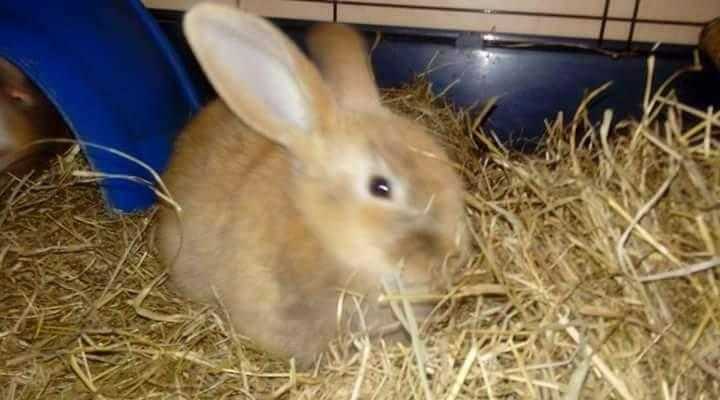 16 week male baby rabbit for sale