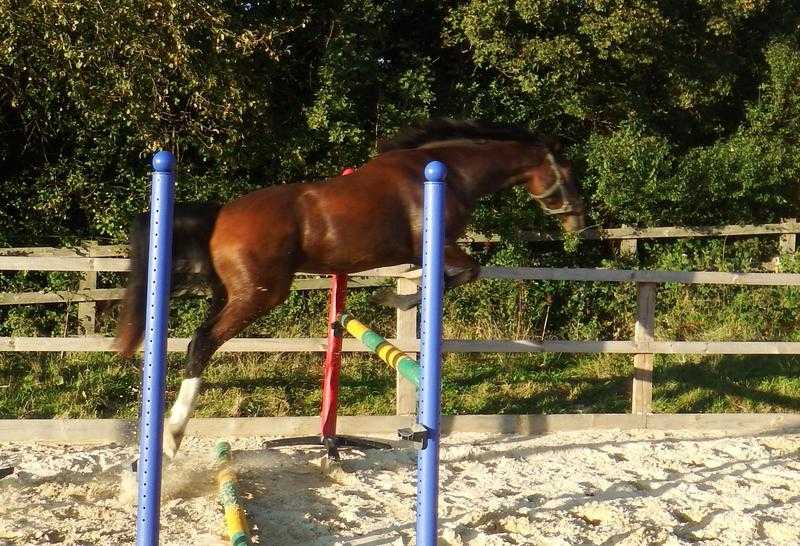 16.1hh kwpn 4 year gelding