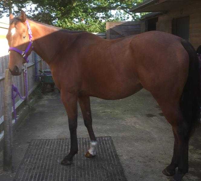 16.1hh TB gelding