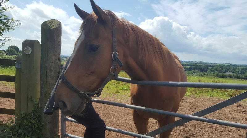 16.2hh Irish thougherbred gelding