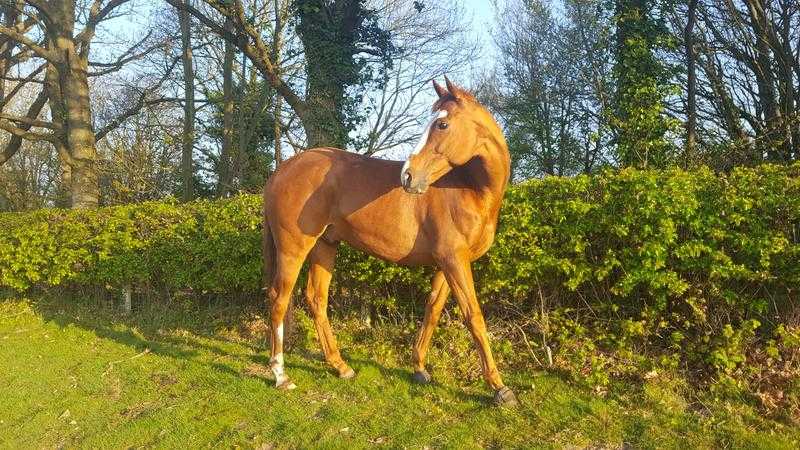 16h, 8 yr old, TB gelding to share