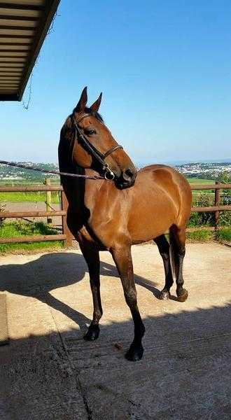 16hh bay mare for Loan