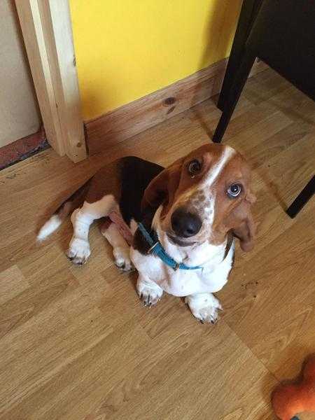 17 week old boy Basset Hound