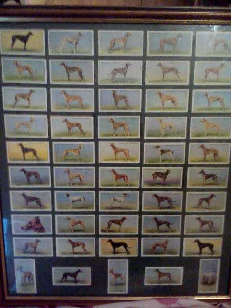 1934 churchman039s cigarette racing greyhounds cards