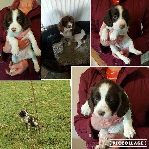 1x liver white springer pup