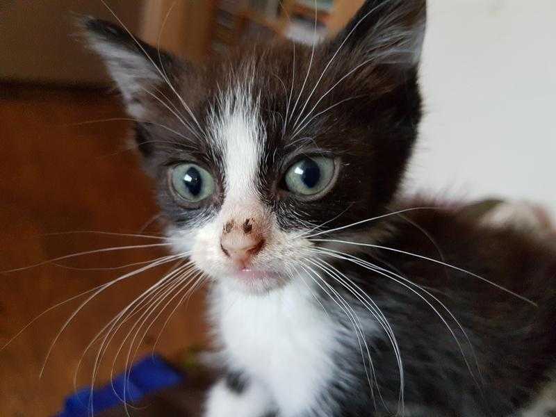 2 adorable 9 week old kittens