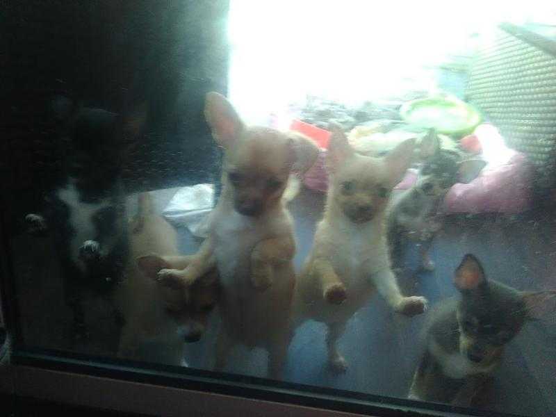 2 ADORABLE LITTLE GREEN EYED CHIHUAHUAS .1 CHOC FAWN  amp 1 APRICOT CHOC.READY TO GO NOW. AGED 14 WKS