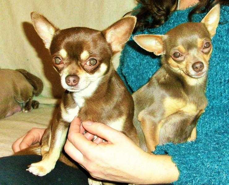2 adult dogs male and female kc reg