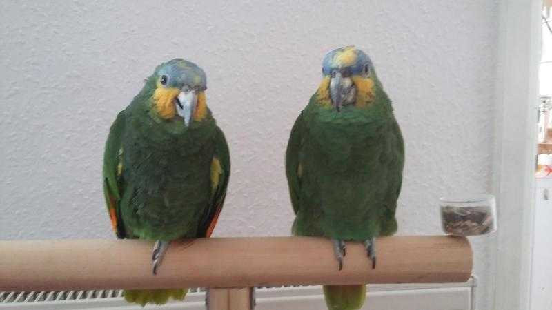 2 amazon parrots and cage