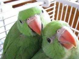 2 Baby Indian Ringneck Parrot039s X Cage