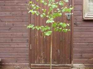 2 bay tree leaf trees in black China pots, trees need TLC