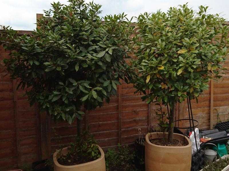 2 Bay trees in standard style approximately 5ft high in pots