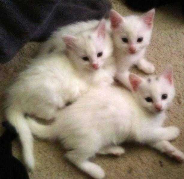 2 beatiful kittens
