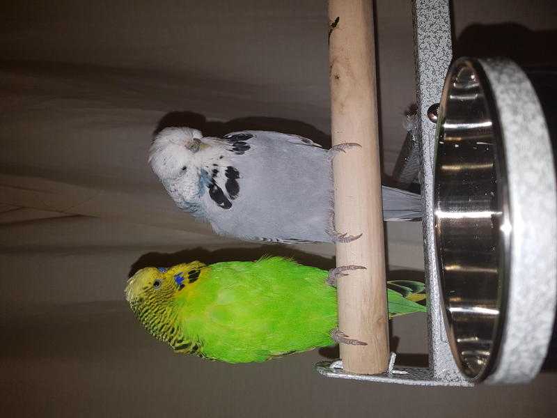 2 beautiful baby boy budgies for sale with 2 cages