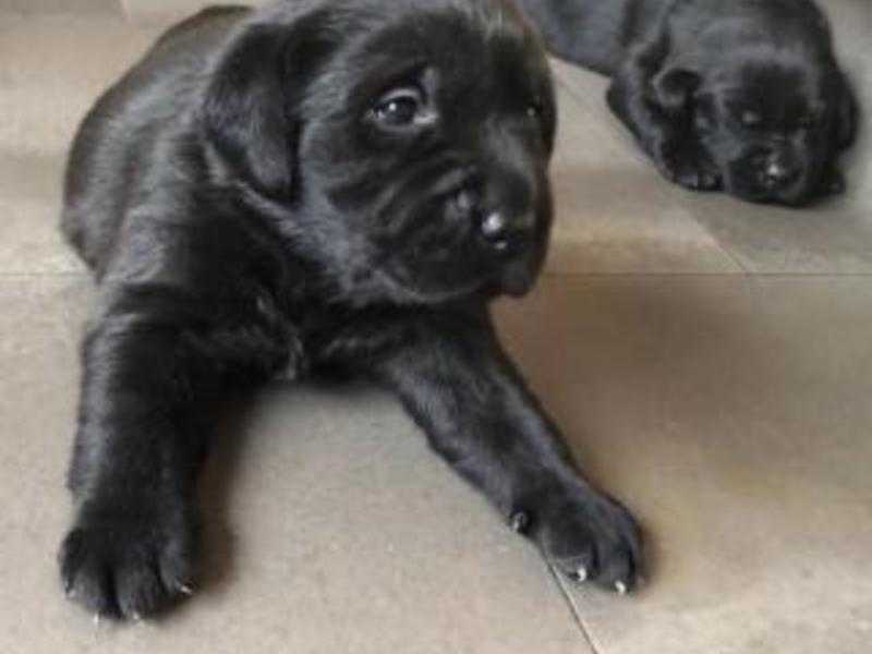 2 Beautiful Black Labrador Pups still available