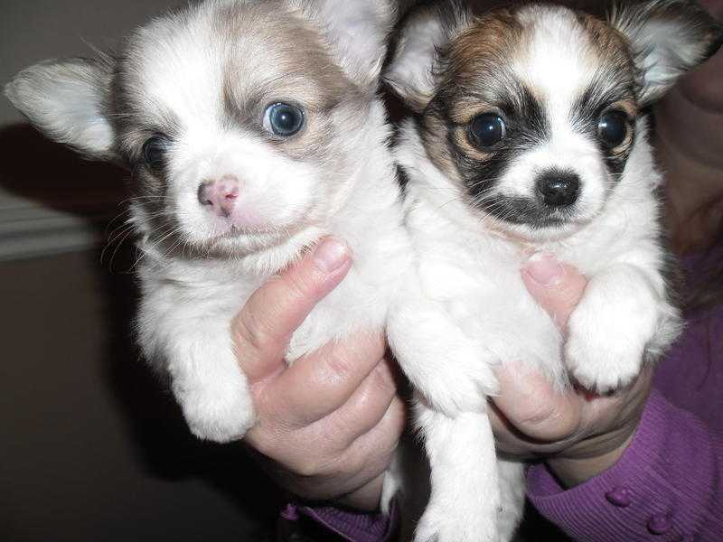 2 BEAUTIFUL CHIHUAHUA PUPPIES FOR SALE