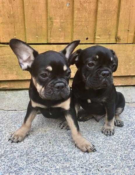 2 BLACK AND TAN BOYS READY TO GO