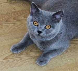 2 blue british shorthair pedigree kittens 11 months females