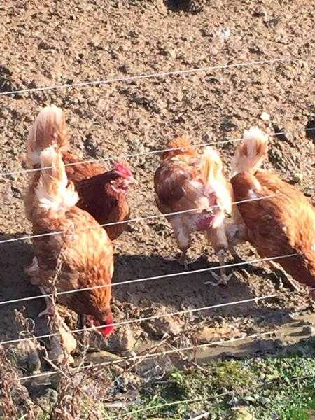 2 Bovan-Brown Hen-Chicks