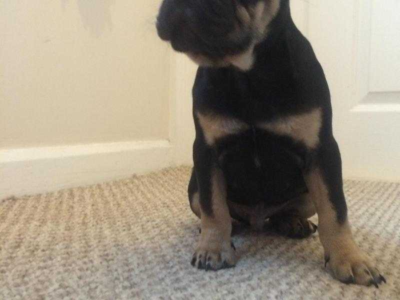 2 boy french bull dogs for sale ready