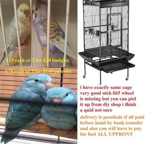 2 budgies 20 or 1 budgie 15 or 1 parrolet 75 or 2 parrolets 140 or cage 65