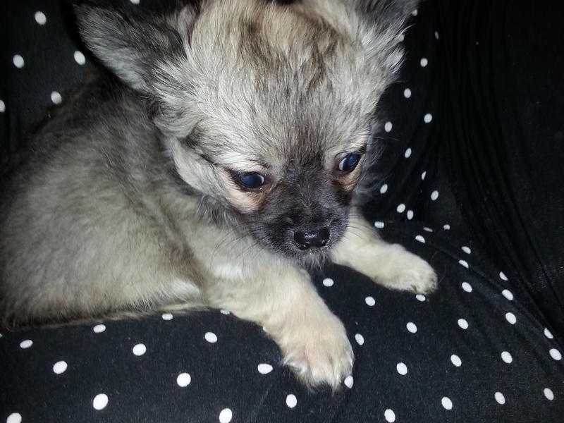 2 chihuahua puppys  for sale