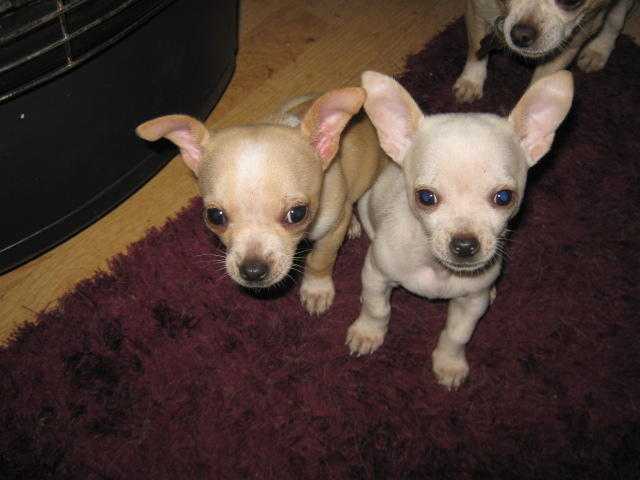 2 CHIHUAHUAS