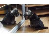 2 Chinese crested powder puff puppies