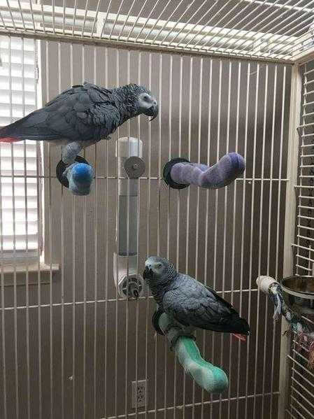 2 Congo African Grey Parrots for Sale