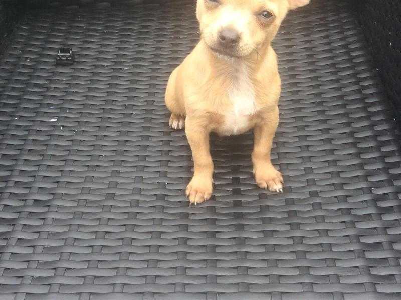 2 cream boy chihuahua puppy039s