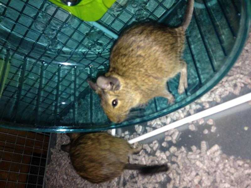 2 cute degus with cagefood etc for sale