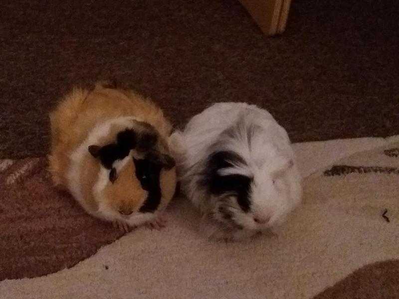 2 female baby guinea pigs and full set up