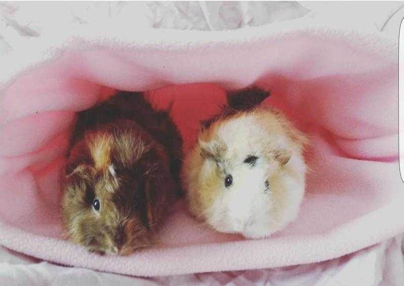 2 female baby guinea pigs will full setup