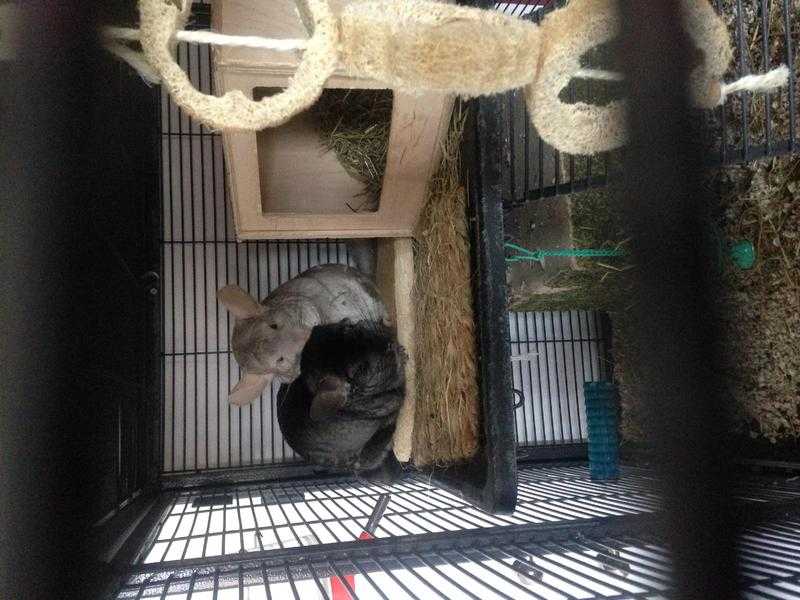 2 Female Chinchillas looking for a new home