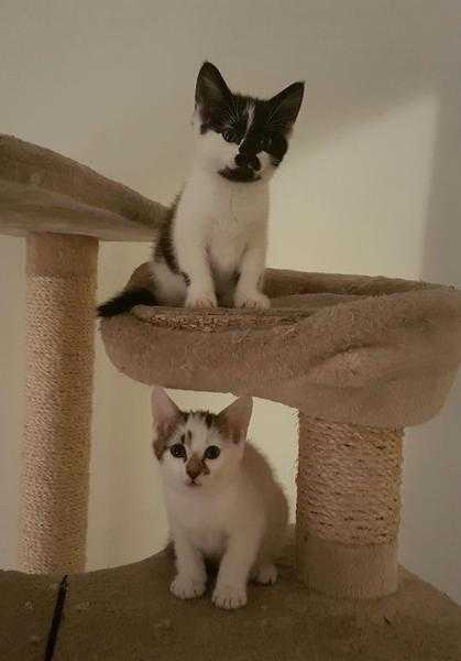 2 FEMALE KITTENS 9 WEEKS OLD READY NOW