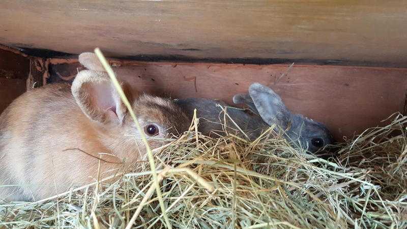 2 female rabbits