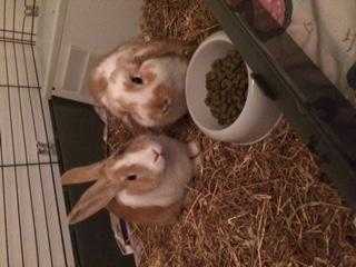 2 female rabbits, cage, hay, food, wateramp food bowl, litter tray, sawdust and tunnel