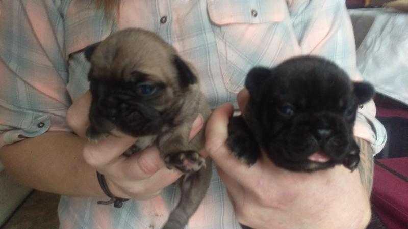 2 French Bulldog puppies