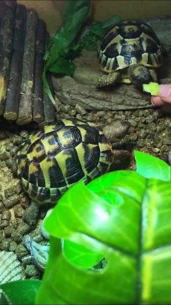 2 Friendly Herman Tortoises looking for new caring home  microchipped  travel documents