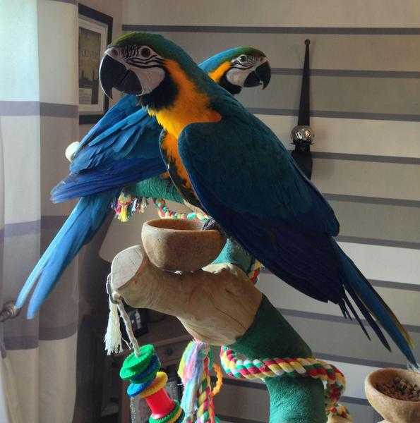 2 Genuine Blue amp Gold macaws With Large Cage
